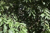 img25