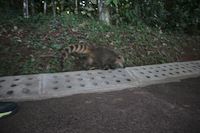 img29