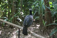 img85