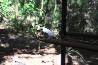 img91