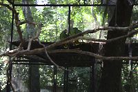 img96