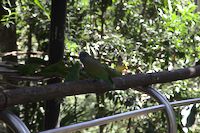 img117