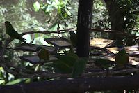 img118