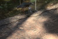 img145