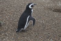 img225