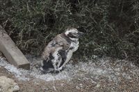 img233