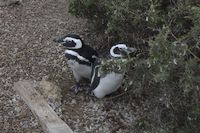 img235