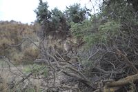 img311